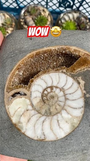 Spot the fossils in the rocks⁉️#fossilhunter#lymeregis#jurassiccoast