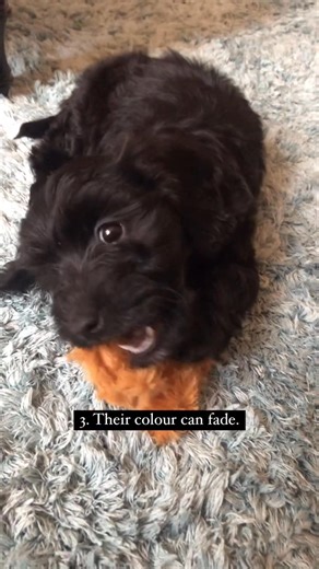 How beautiful is this video..! | Black Cockapoo Lovers