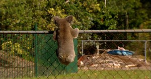 A Koala Roams the Suburbs