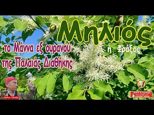 Φράξος (𝚳𝛈𝛌𝛊ός 𝛈 𝚳𝛆𝛌𝛊ός): Το... 𝛍ά𝛎𝛎𝛂 𝛆𝛏 𝛐𝛖𝛒𝛂𝛎𝛐ύ ❗❗❗