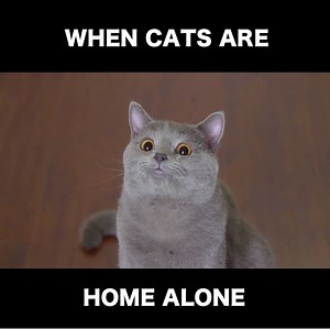 50K views · 5.1K reactions | What do you think your cat does when they're home alone? | Aaron's Animals | Facebook