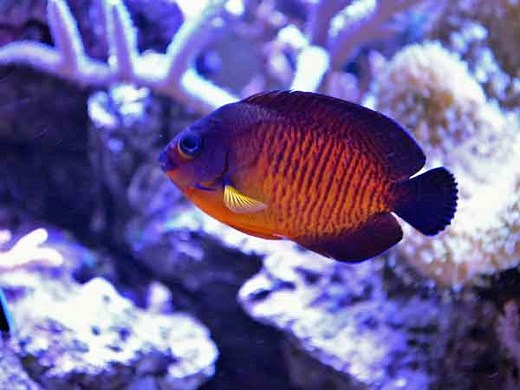 The Coral Beauty Angelfish-reef safe? What they eat and more