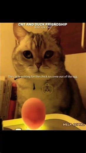 Cat and duck friendship 🐈