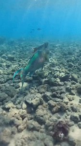 Parrot fish produce up to 2,000 pounds of sand annually. They sleep in mucus cocoons, change sex, and help protect corals from algae suffocation. #underwater #ocean #oceanlife #sealife #marinelife #underwaterworld #underwaterphotography #diving #freediving #scubadiving #hawaii #hawaiilife #hawaiidiving #oahu #aloha #pacificocean #reef #coralreef #oceanlover #oceanvibes #oceannature #marineanimals #seacreatures #octopus #octopuslove #cephalopod #wildlife #nature #explore #adventure | Hawaii Aquam