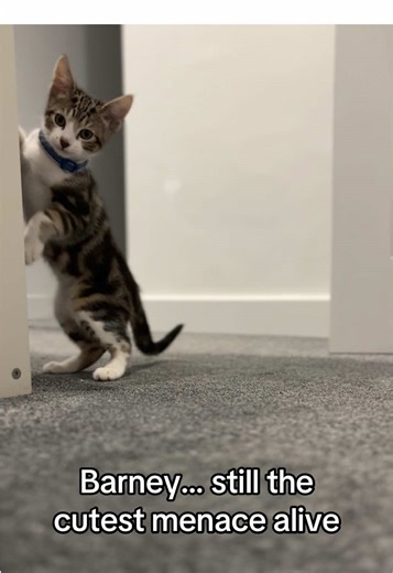 In case you’re wondering how Barney’s getting on… he hasn’t grown much, but he’s still ridiculously cute and an absolute scamp. #barney #kitten #cuteness #small #adorable