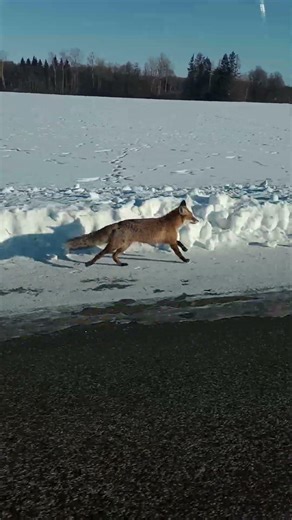 Jagan ühte talvist maagilist hetke, koduteel rebasega. I love foxes and I see them everywhere 🥰 #fox