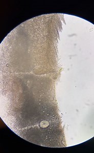 Tiny Worlds Up Close | Incredible Science Under the Microscope