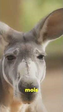 La Grossesse sur Pause : Le Pouvoir Secret du Kangourou 🦘 #animaux #nature #apprendre