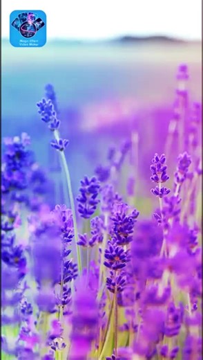 petersanchaz2 (@rokurokito)’s videos with Faded (Nightcore) - Nightcore Eden