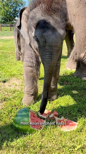 17K views · 1.9K reactions | Meet Asian elephant calf Yaad! Yaad and...