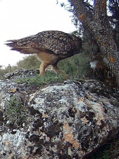 Exploring the Life of Eurasian Eagle-Owls