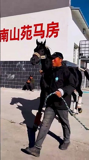 My darling is home! Top quality black Arabian stallion