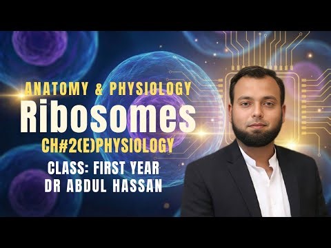 Ribosomes in Physiology: Structure, Types, Protein Synthesis, Regulation and Clinical Significance