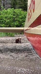 377K views · 10K reactions | A momma bear and her three cubs of the year scoot past the airplanes at Brooks Camp, Katmai National Park. The bears are anxiously awaiting the arrival of the red salmon which are slow to appear in the lakes and rivers due to cooler than normal water temperatures. #hurryup #bears #brownbears #katmai #nationalpark #alaska #alaskawildlife #alaskaadventures #travelalaska #animalplanet #wildlifeplanet @kodiakairservice | Kodiak Island Expeditions | Facebook