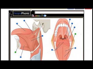 Tongue Muscles, Genioglossus, Hyoglossus, Valate papilla, Palatine tonsil, Palatoglossus,