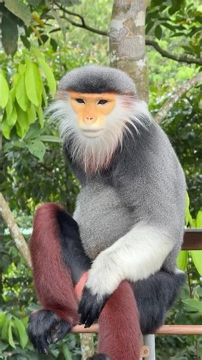 No one will ever have as much DRIP as the world's RAREST MONKEY