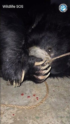 Gracie The Bear Was Broken by Cruelty