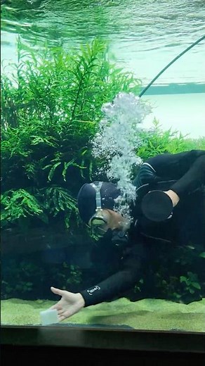 World’s largest planted Aquarium is being dismantled! 😭