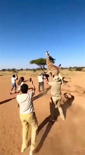 Giraffe Snatch Incident Causes Screaming and Running in Safari