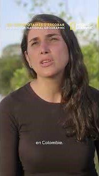 L'hippopotame, un pachyderme source de nombreux problèmes en Colombie