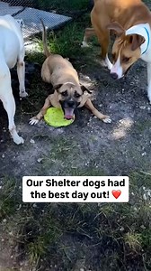 51K views · 1.9K reactions | Best day ever!  Our shelter staff &...