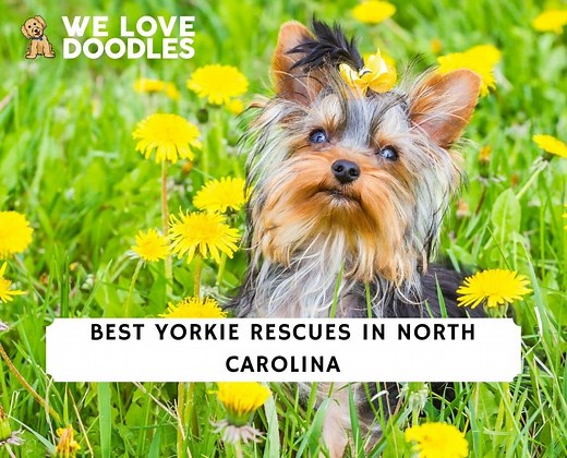 4 Best Yorkie Rescues in North Carolina! - We Love Doodles