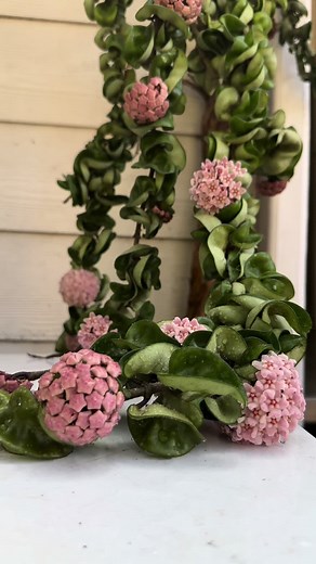 My Hindu rope Hoya is flowering like crazy this year 💗 So proud of it 🥹 if you want to know how to propagate one you can check out the video I did for the Garden Gurus featuring this beautiful plant- https://youtu.be/SPBwtsme6-U?si=6kf77k2nBOlf4P1B #hinduropehoya #hinduropeplant #hoya #gardenersoftiktok #delphinium #blue #bluegarden #annuals #flowers #purple #cottage #cottagecore #cottagegarden #tropical #tropicalgarden #gardening #landscaping #landscape #plantsmakepeoplehappy #plantsofinstagr