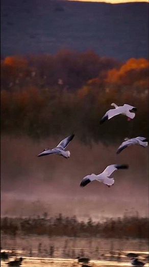 Snow Goose and Sandhill Crane Migration Flight