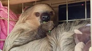 10K views · 692 reactions | The Phoenix Zoo’s first-ever sloth has finally made his debut! Fernando, a Linne’s two-toed sloth, came to us from the National Aquarium in Baltimore. He is a year and a half old and very laid back. Keep in mind: Since he is a nocturnal animal, he is very sleepy during the day and active at night. Feel free to stop by and check him out on the Children’s Trail! #MoreThanAZoo | Phoenix Zoo | Facebook