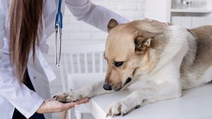 Pet insurance pros and cons