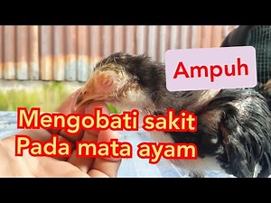 Treating swollen/sore chicken eyes || VILLAGE CHICKEN