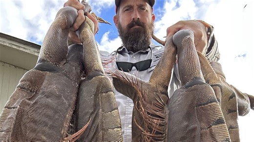 Diving for invasive iguanas in Florida with 'Python Cowboy'