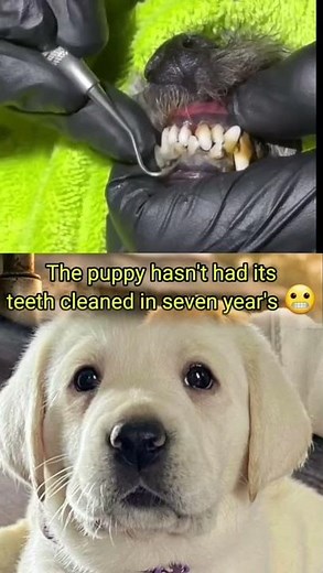 Professional Dog Dental Cleaning 🐶🦷 #animalrescue #dog