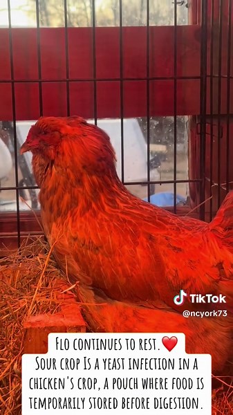 Understanding Sour Crop in Chickens: Care and Recovery