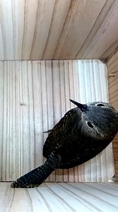 38K views · 714 reactions | Wren checks out a new nest box #wildlife #birdwatching #nature #nestbox #livecam #wren #spring #nestboxlive | Nest Box Live | Facebook