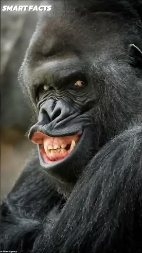 How Animals Look Without Their Fur!