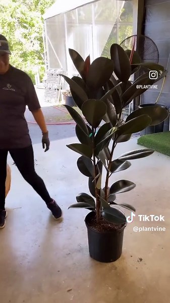 Meet the Burgundy Beauty! 🌿 Ficus elastica ‘Burgundy’ is not just a houseplant; it’s a statement piece. With its striking deep burgundy leaves and air-purifying superpowers, it’s the perfect addition to your indoor jungle. Go big with beauty and order yours to be delivered🪴 Click the link in the bio to purchase! #BurgundyBeauty #IndoorOasis #FicusElasticaBurgundy #plantsmakemehappy #plantsmakepeoplehappy