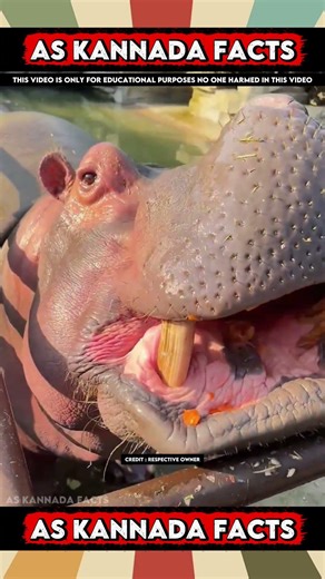 Hippopotamus Amazing Fact Video | #kannada #facts #karnataka #amazing #youtubeshorts #trendingshorts