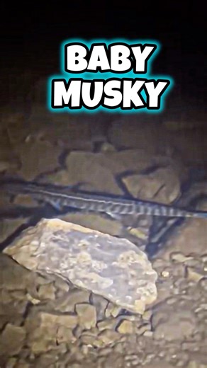 BABY MUSKY | NIGHT SIGHTING👀