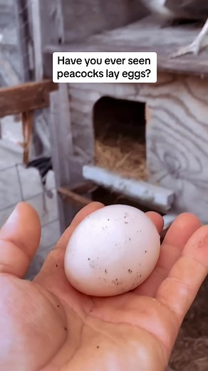 Peacock Egg-Laying Behavior Revealed