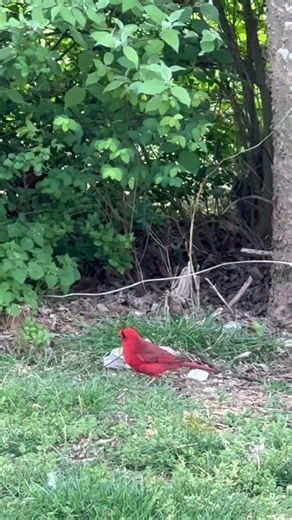 Northern Cardinal Bird enjoying the day in spring 🐦🌿❤️ #birdwatching