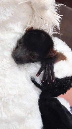 Meet Copper! 🐒✨ Our newest red ruffed lemur was born May 18—and he’s already working his magic! When mom couldn’t care for him, our team stepped in with bottle feeds and cuddles to help him thrive. 💛 Follow us for updates as he grows! #CopperTheLemur #babylemur #redruffedlemur #conservationmatters #GiraffeInn #babyanimals #cuteanimals #viralanimals #StayWild #Texarkana #NewBoston #Texas #Arkansas | Giraffe Inn & Safari