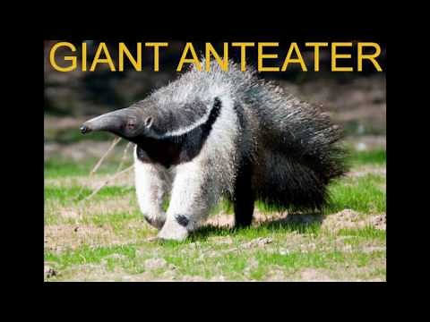 GIANT ANTEATER Animal Sounds For Children To Learn