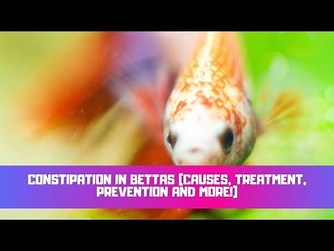 Constipation In Bettas (Causes, Treatment, Symptoms & Prevention)