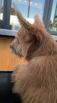 The life of a Norwich Terrier puppy! #horseshow #norwichterrier #equinelife #puppylife #hunterjumper