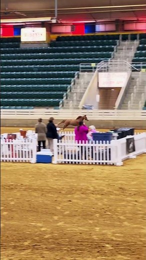 Eastcoast Miniature horse Show Liberty Class