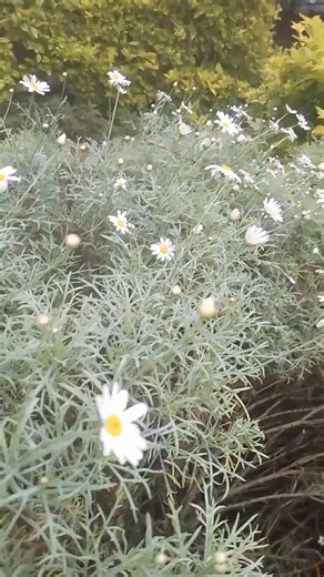 Pyrethrum