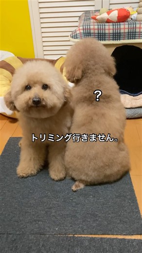 何でトリミング行かないの？Poodle brothers！
