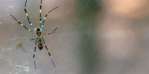 Joro spiders are on the move, experts say populations of the invasive species are growing
