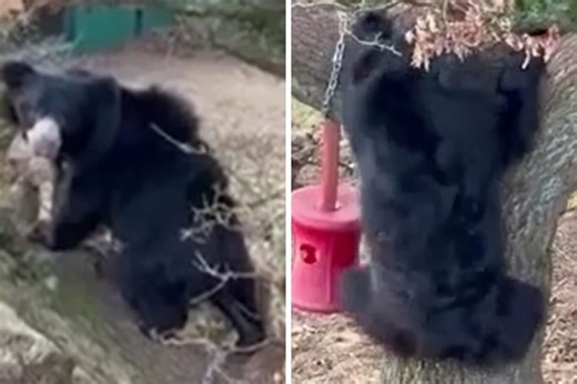 Edinburgh Zoo's new sloth bear climbs tree
